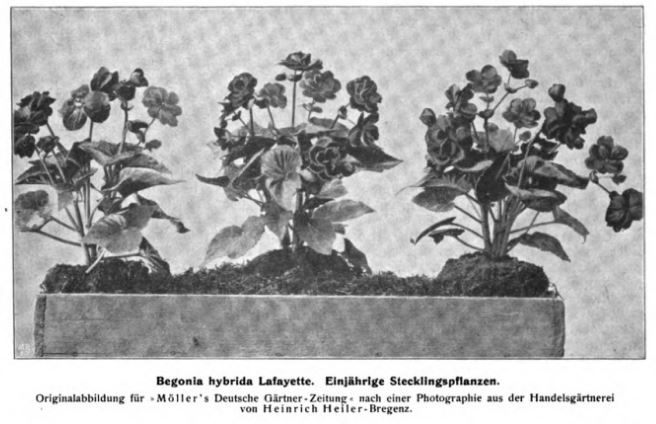 B. ‘Lafayette’